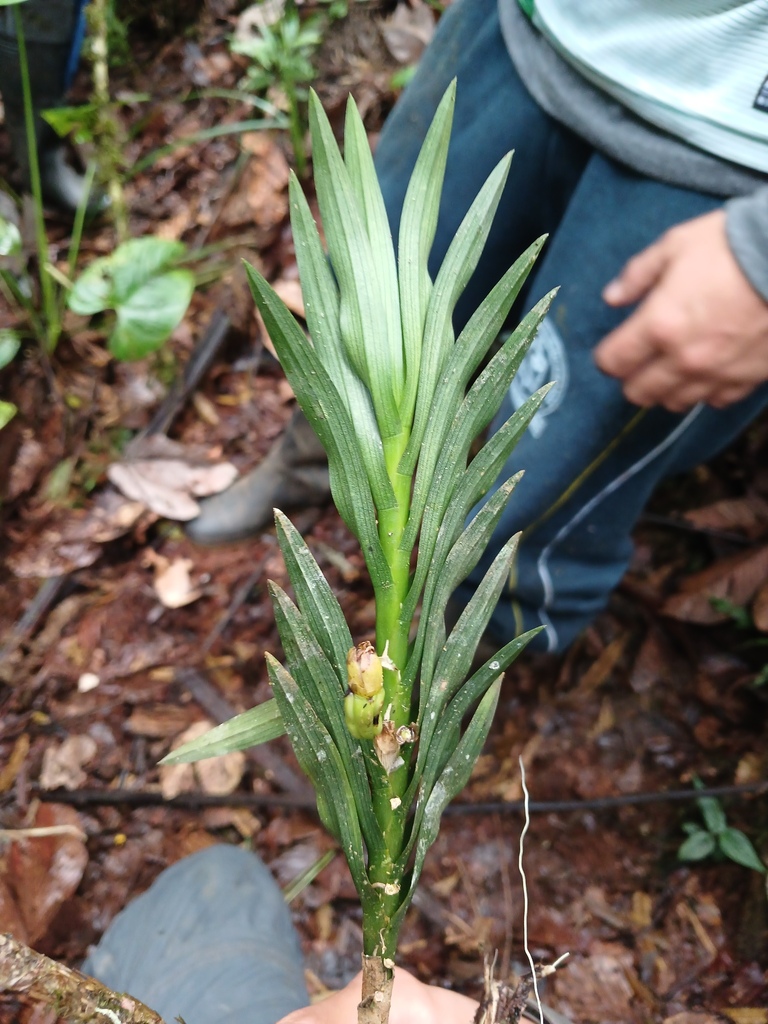 Dichaea trulla; photograph (c) Samuel Peláez Vélez, some rights reserved (CC BY)