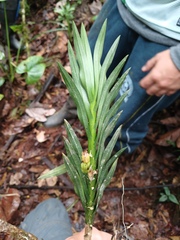 Dichaea trulla