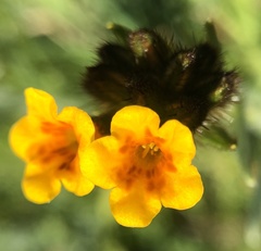 Amsinckia vernicosa