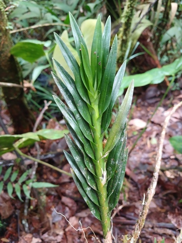 Dichaea trulla, photograph 2