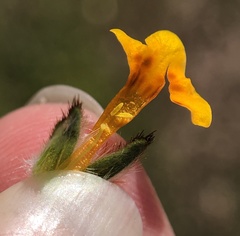 Amsinckia vernicosa
