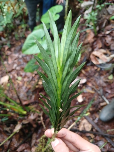 Dichaea trulla, photograph 4