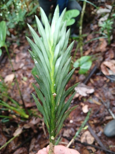 Dichaea trulla, photograph 3
