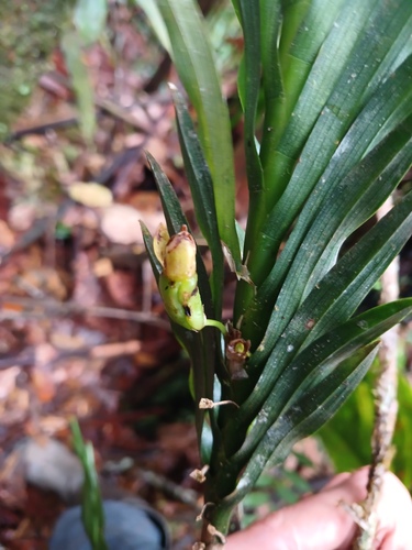 Dichaea trulla, photograph 6