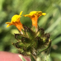 Amsinckia vernicosa