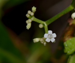 Psychotria nervosa