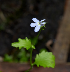 Lobelia homophylla