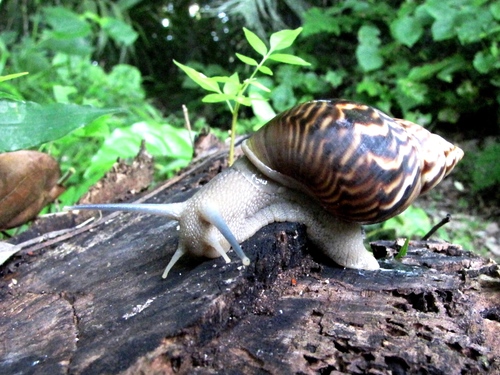 Orthalicus princeps