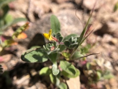 Acmispon wrangelianus