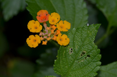 Lantana × strigocamara