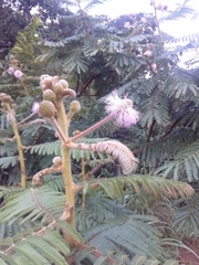 Mimosa claussenii