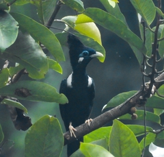 Long-Crested Myna photo 1
