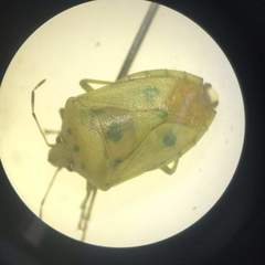 Nezara viridula