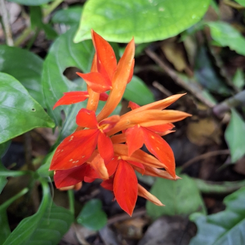 fiery spike (Aphelandra aurantiaca)