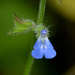 Salvia misella - Photo (c) James Duggan, μερικά δικαιώματα διατηρούνται (CC BY-SA), uploaded by James Duggan
