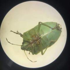 Nezara viridula
