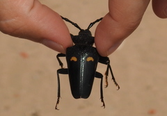 Calocomus desmarestii