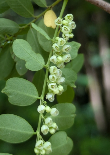 Phyllanthus deplanchei observed 2026-03-02
