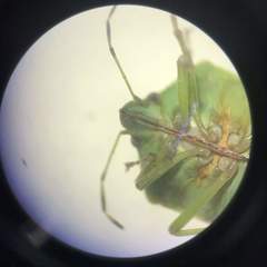 Nezara viridula