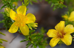Hypericum tenuifolium