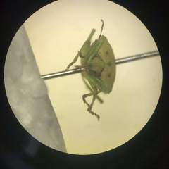 Nezara viridula