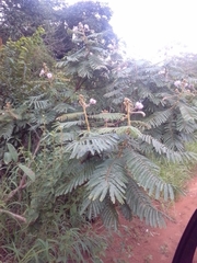 Mimosa claussenii