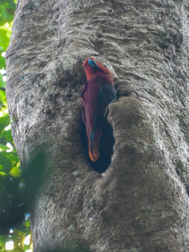 Eclectus roratus