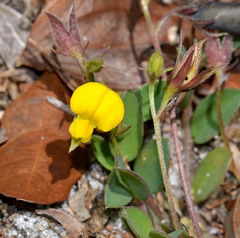 Crotalaria rotundifolia