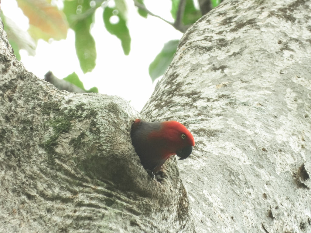 Eclectus Parrot (Eclectus roratus)