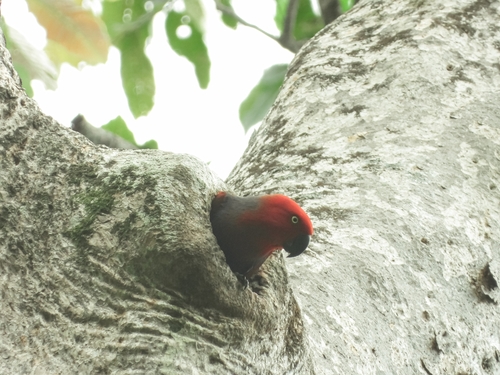 Eclectus roratus