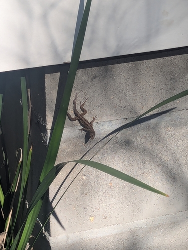 Brown Anole