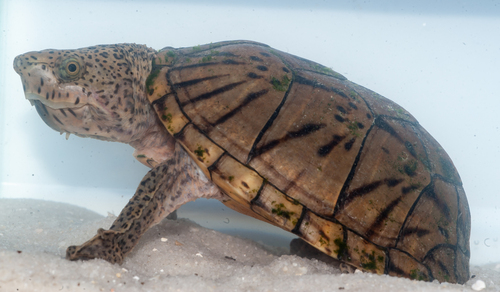 Sternotherus minor