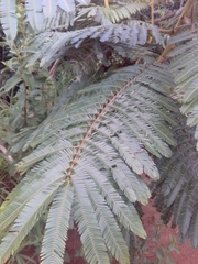 Mimosa claussenii