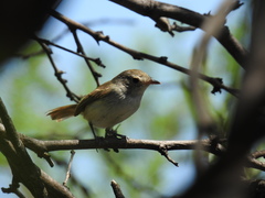 Euscarthmus meloryphus