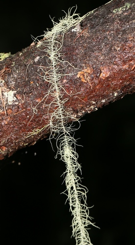 Methuselah's Beard Lichen