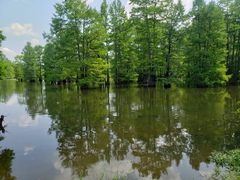 Centrarchus macropterus