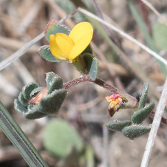 Acmispon wrangelianus