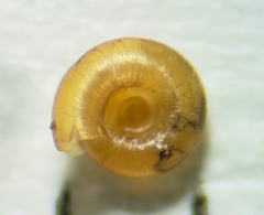 Punctoidea