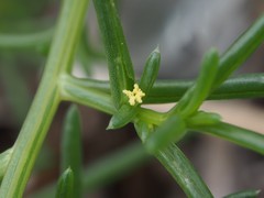 Salsola komarovii