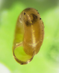 Punctoidea