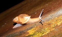 Streptostyla thomsoni
