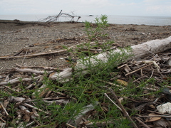 Salsola komarovii