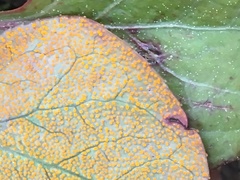 Rossmanomyces pyrolae