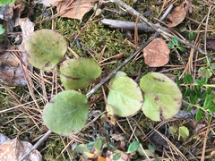 Rossmanomyces pyrolae