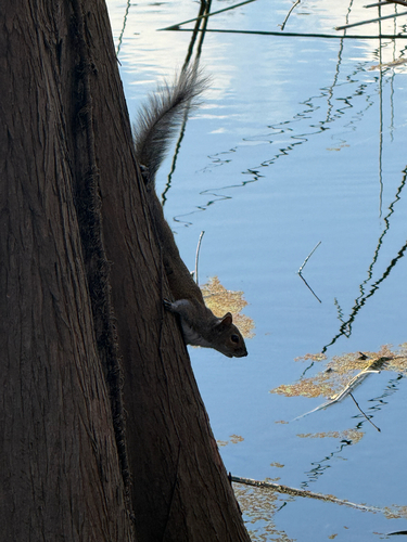 Eastern Gray Squirrel