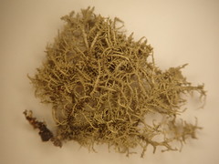 Usnea pacificana