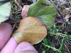 Rossmanomyces pyrolae