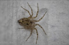 Oecobius