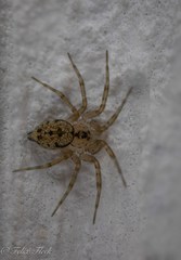 Oecobius