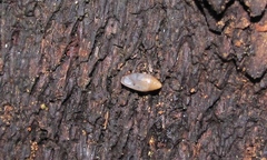 Streptostyla